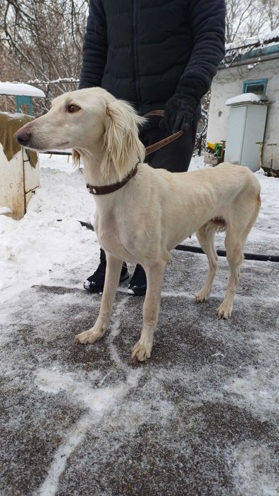 Тазы девочка в добрые руки