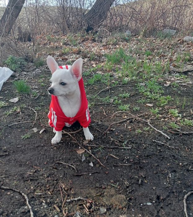 Вязка кобель. Мальчик Чихуахуа