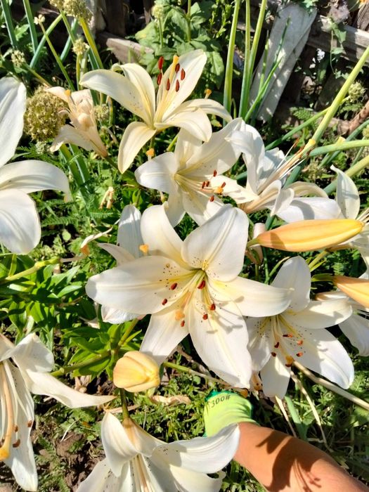 Дача продаётся оптимист(бывшая Литейшик)