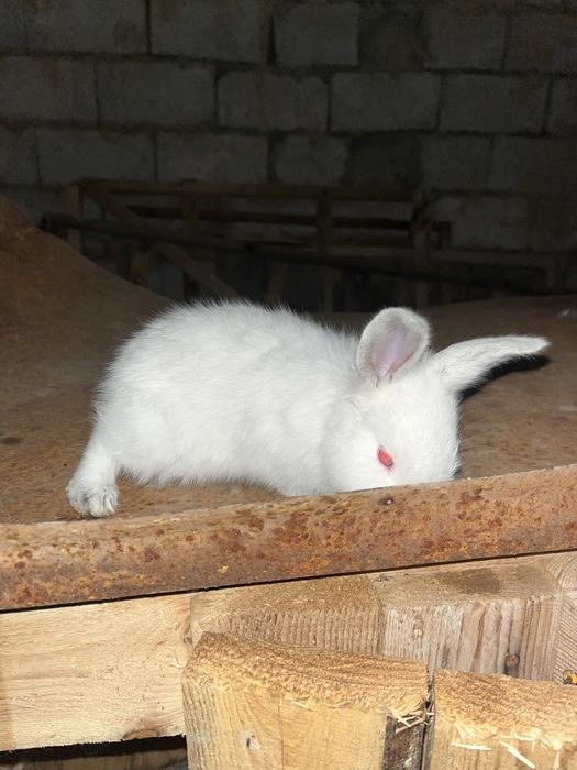 Кролчата,куян продается