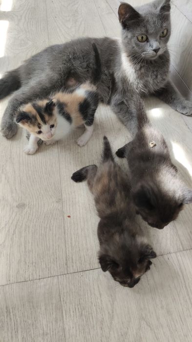 Котята в заботливые руки