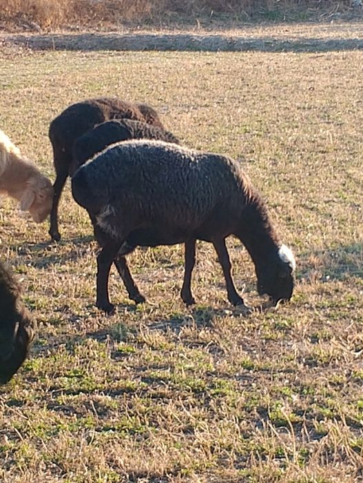 Qazoqi Qoʻylar sotiladi