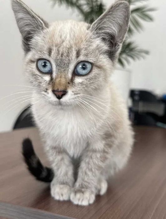 Отдам котенка в хорошие руки