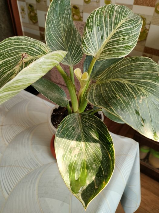 Филодендрон Биркин