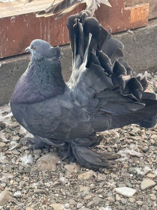 Vand Voltati indieni