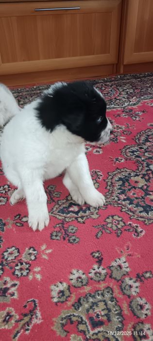 Продам щенков 2 месяца