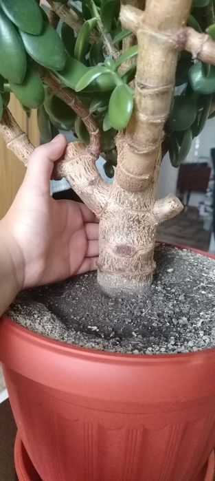 Продам денежное дерево (крассула, толстянка):