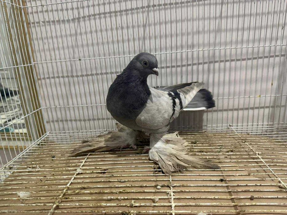 Голуби бойные разных мастей