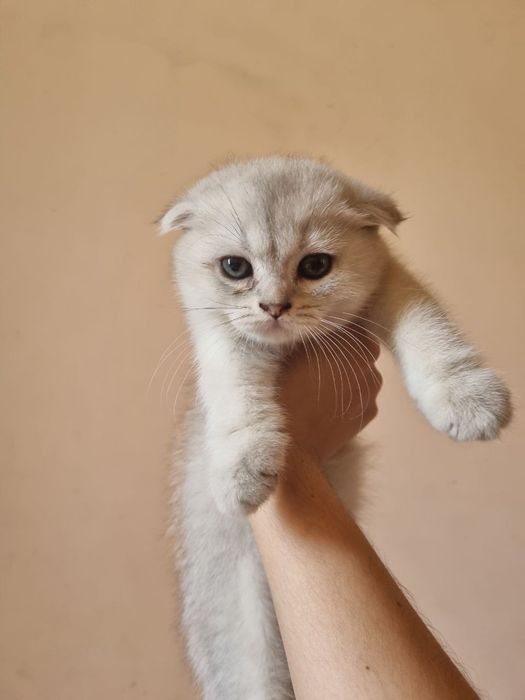 Породистый котёнок Zotdor mushuk bolasi Skottish fold silver