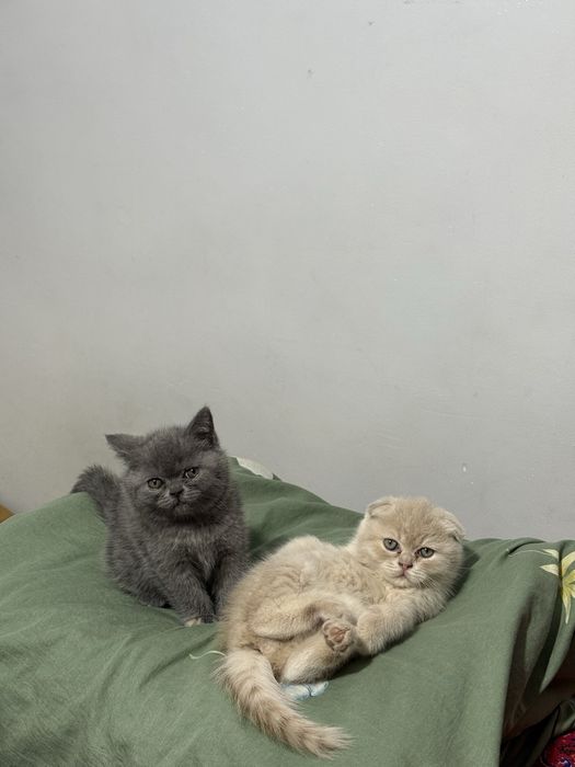 Mushukchalar sotiladi 2 oylik