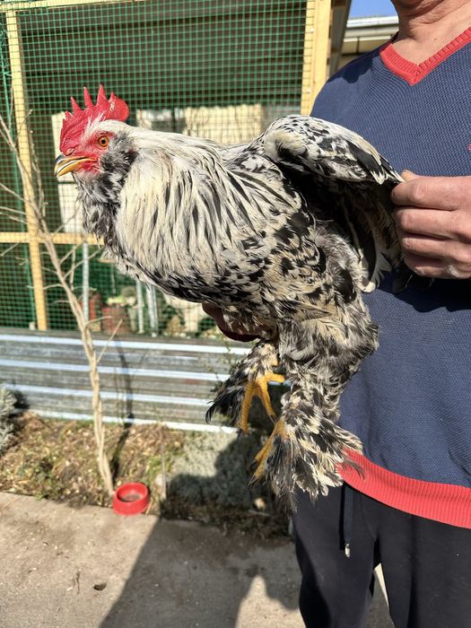 Петухи. Хурозла. Брама. Большие! Красивые!