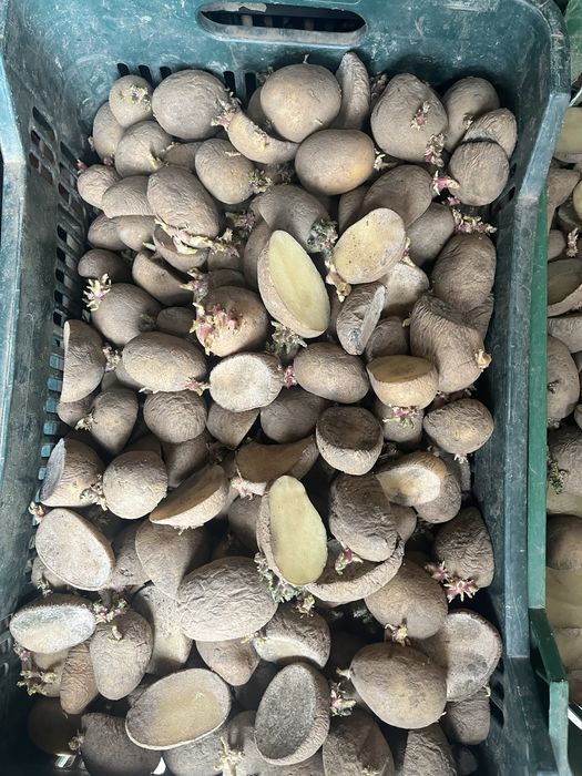 Cartofi de samanta arizona