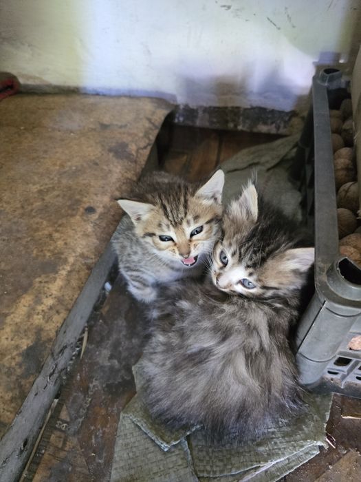 Котята в хорошие руки