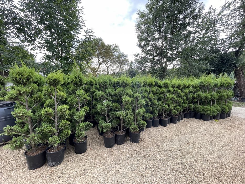 Plante ornamentame