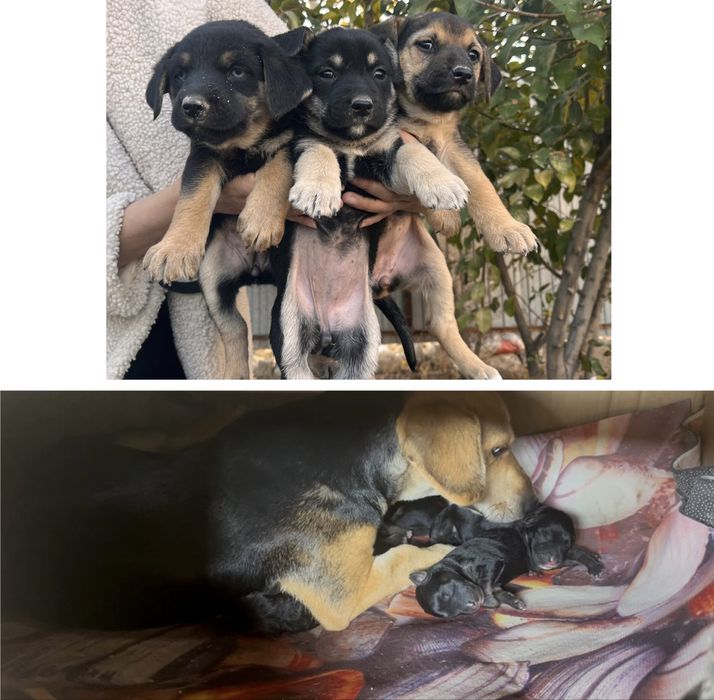 Күшіктер, щенки в добрые руки