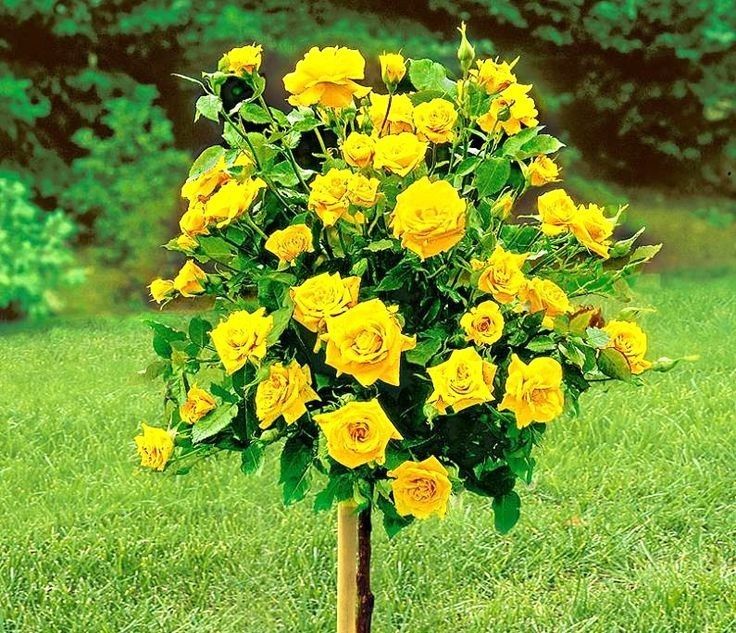 Trandafiri Pomișor (Diferite Culori Și Nuanțe)