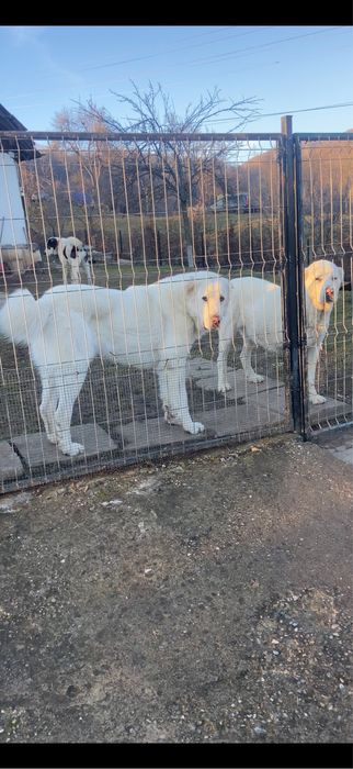 Vând căței de asia centrala din părinți foarte buni