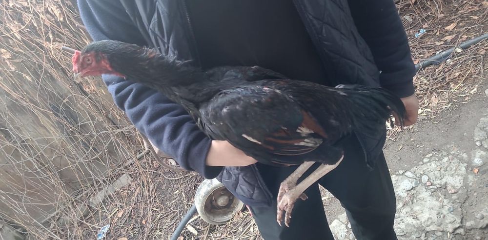 Продам Бойцовых Петухов