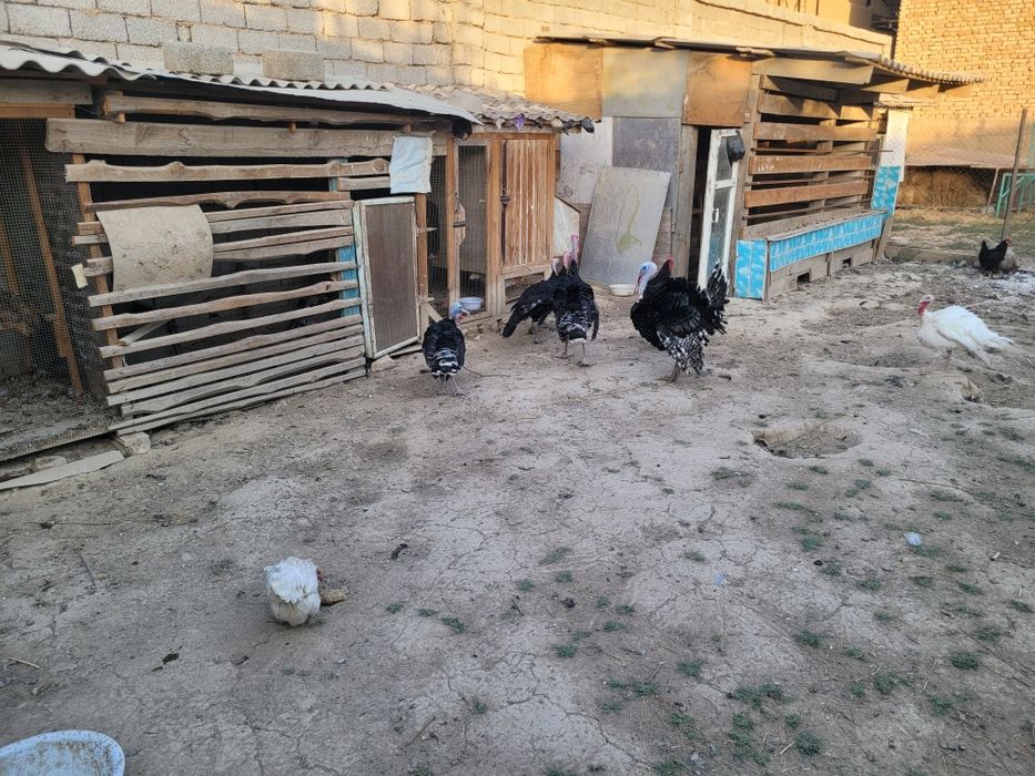 Куркалар сотилади