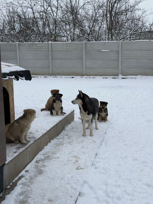 Se dau doi pui de husky