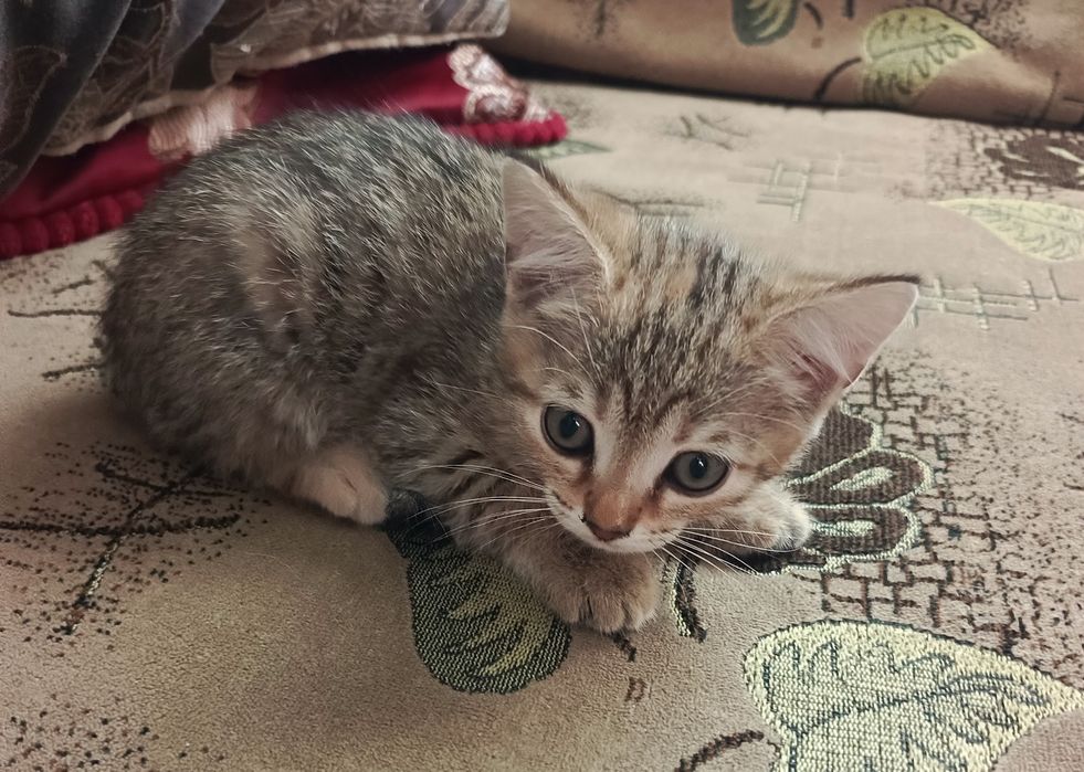 Котята в добрые руки !