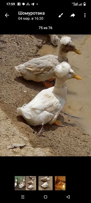 Дакан урде Жужа.