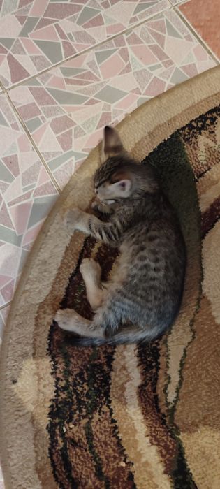 Уличный котенок в добрые руки