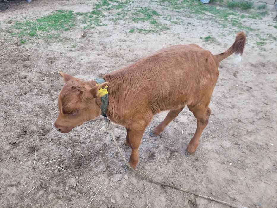 Сатылатын бұзаулар