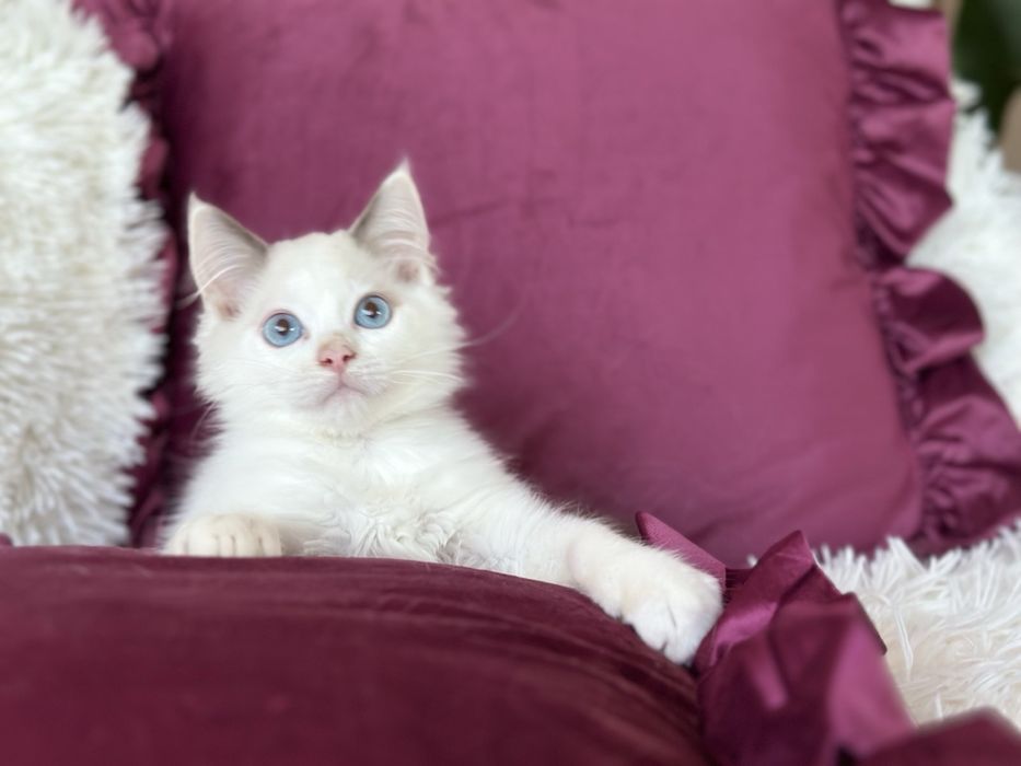 Регдол /Ragdoll / момченце