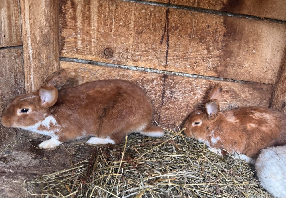 Vând californian , uriaș belgian,rex mediu