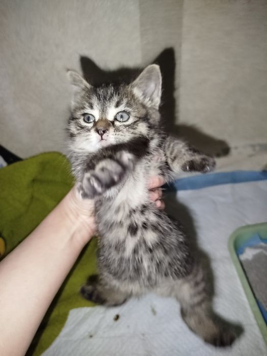 Котенок девочка 1.5 мес отдаю