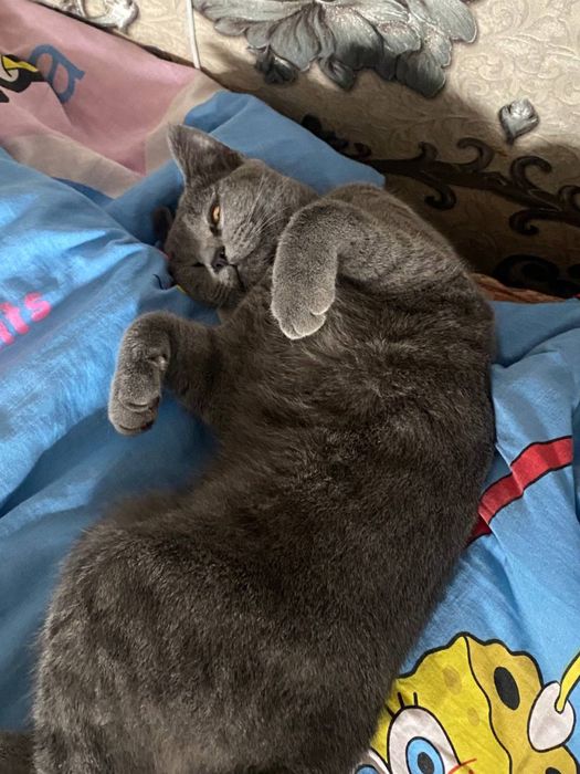 Вязка эркак мушук