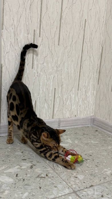 Бенгальский котик