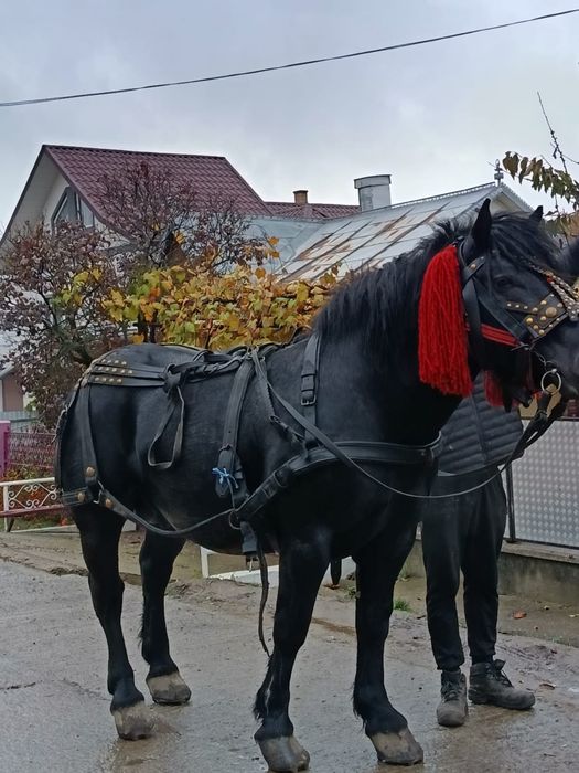 Vând sau schimb armăsar de 3 ani!