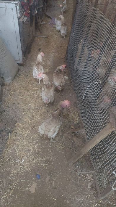 Куры несушки 1.5 года
