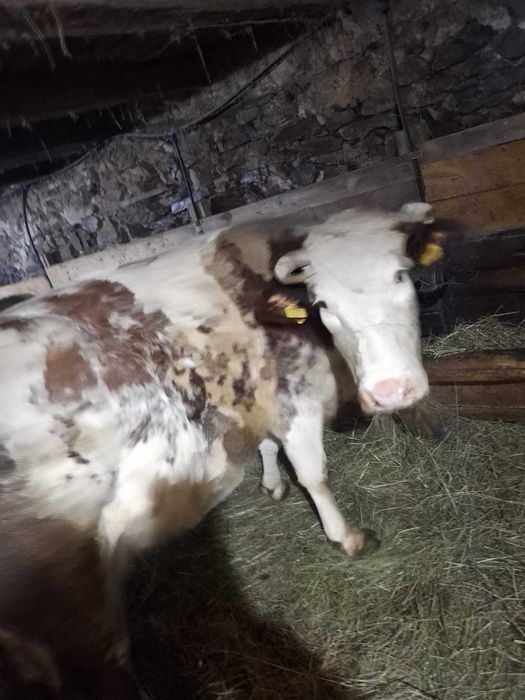 Vaca de vanzare!