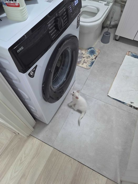 Котенок девочка в добрые руки