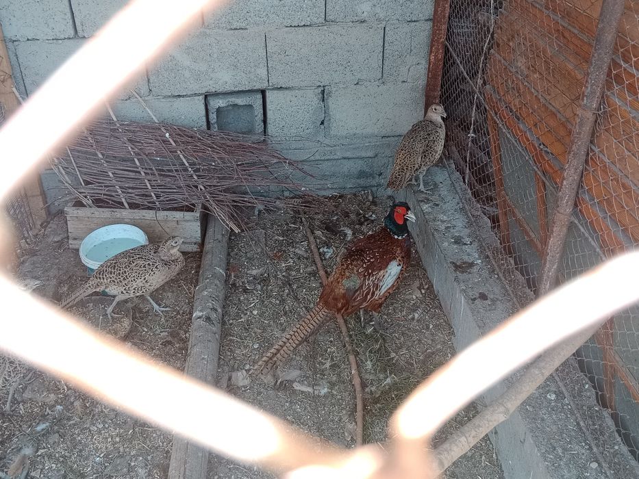 Қырғауыл  . фазан  сатылады