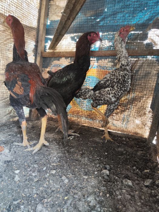 Петух бойцовый джужики