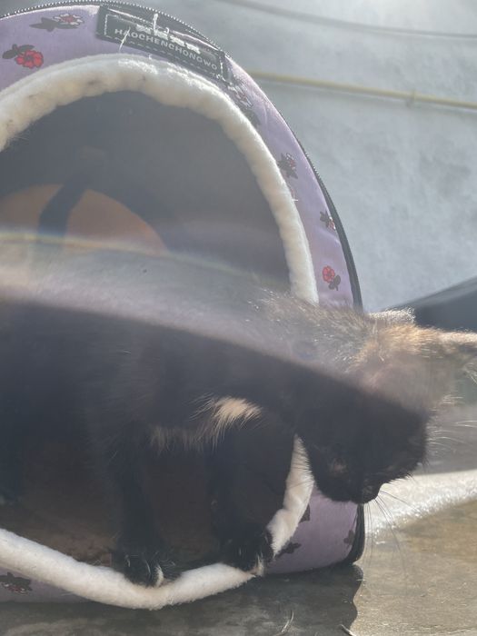 Котенок ,ласковая девочка