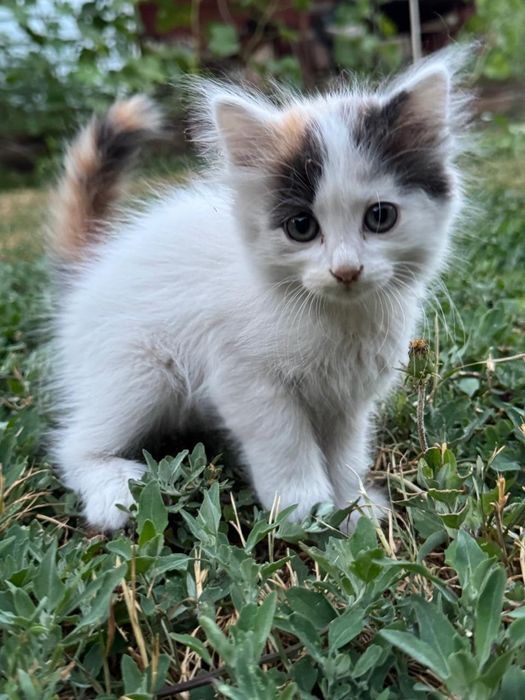 Котята в Хорошие Руки!
