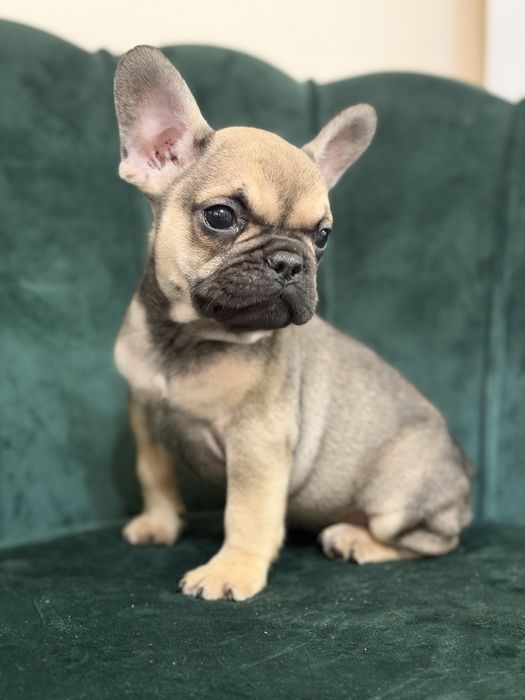 Bulldog francez Baiat