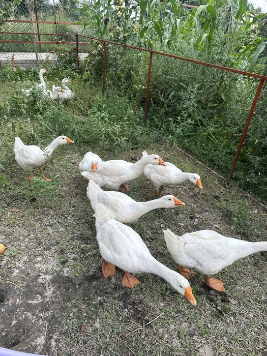 Домашние гуси 3 мғсяца
