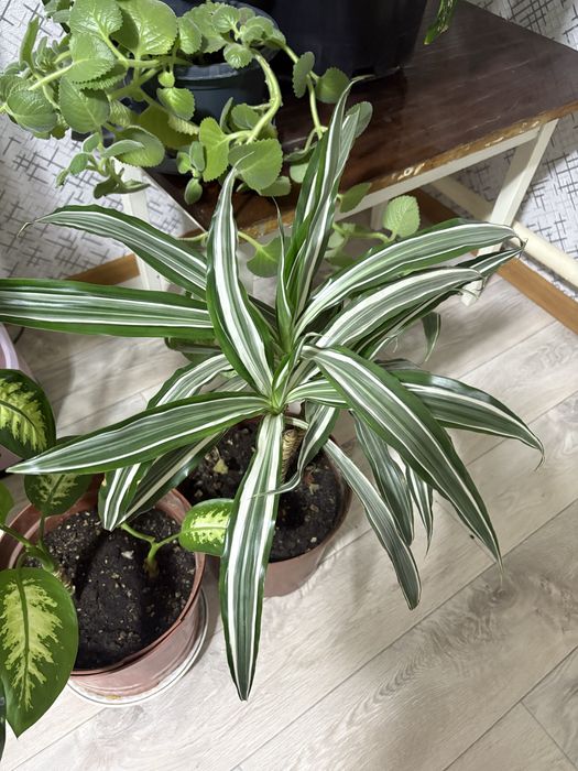 Домашний растения цветы