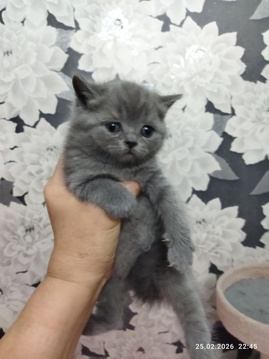Продается шотландский котёнок Скотиш страйт