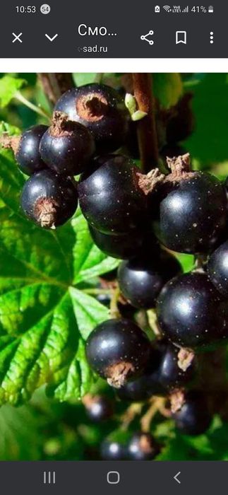 Продам варенье из черной смородины