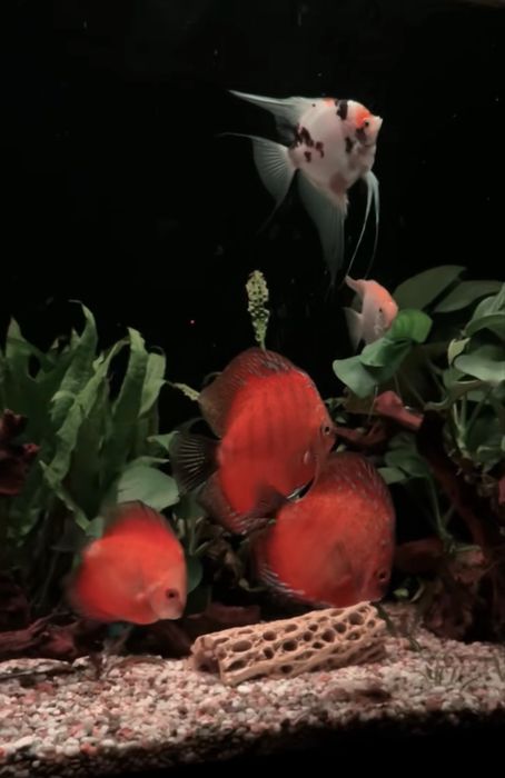 Молодь дискусы, средний размер 4 см