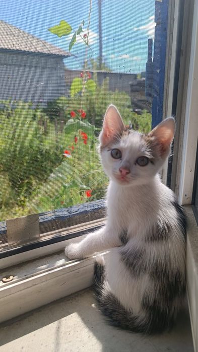 Котята.в добрые руки