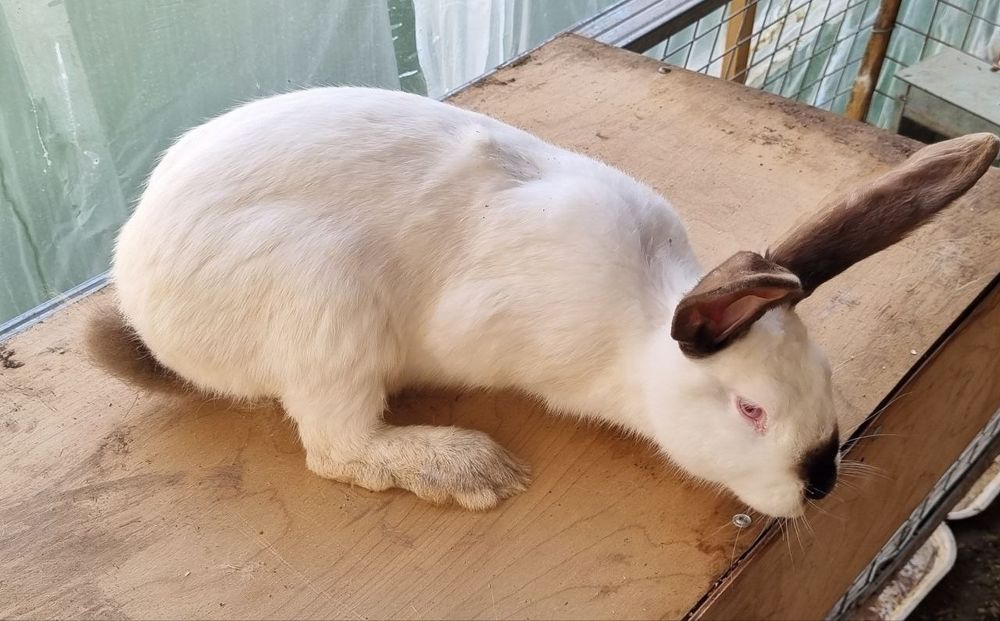 Зотли қуёнлар сотилади.