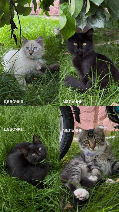 Котята в добрые руки